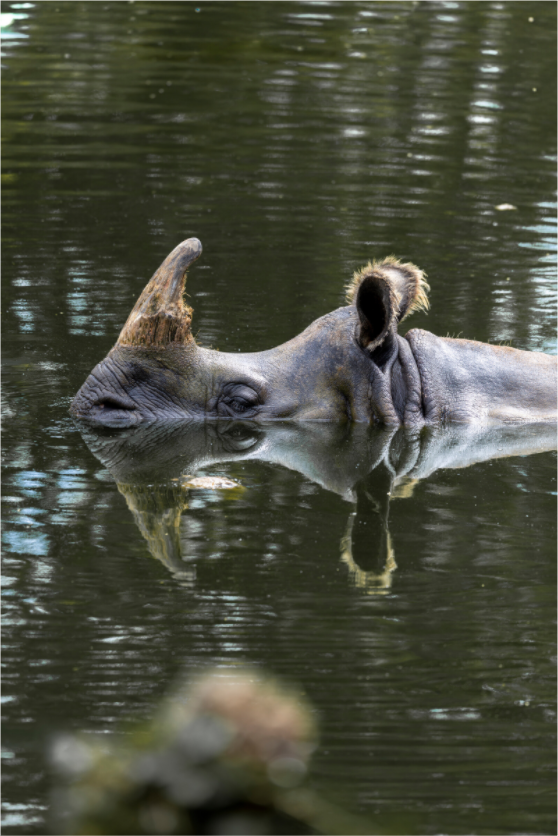 Main image Mirror of the Wild