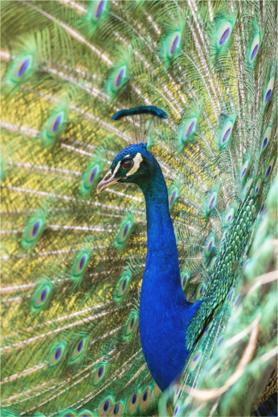 Main image Majestic Profile