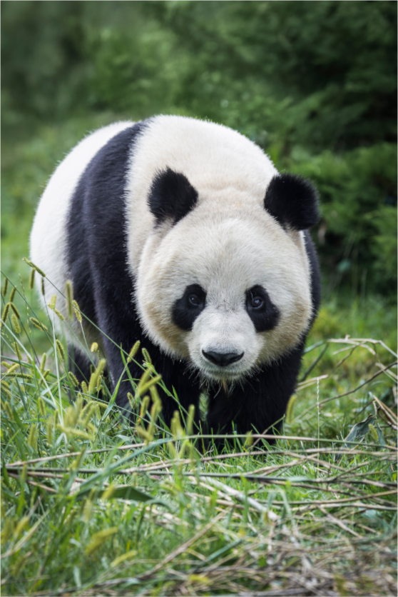 Main image Forest Friend