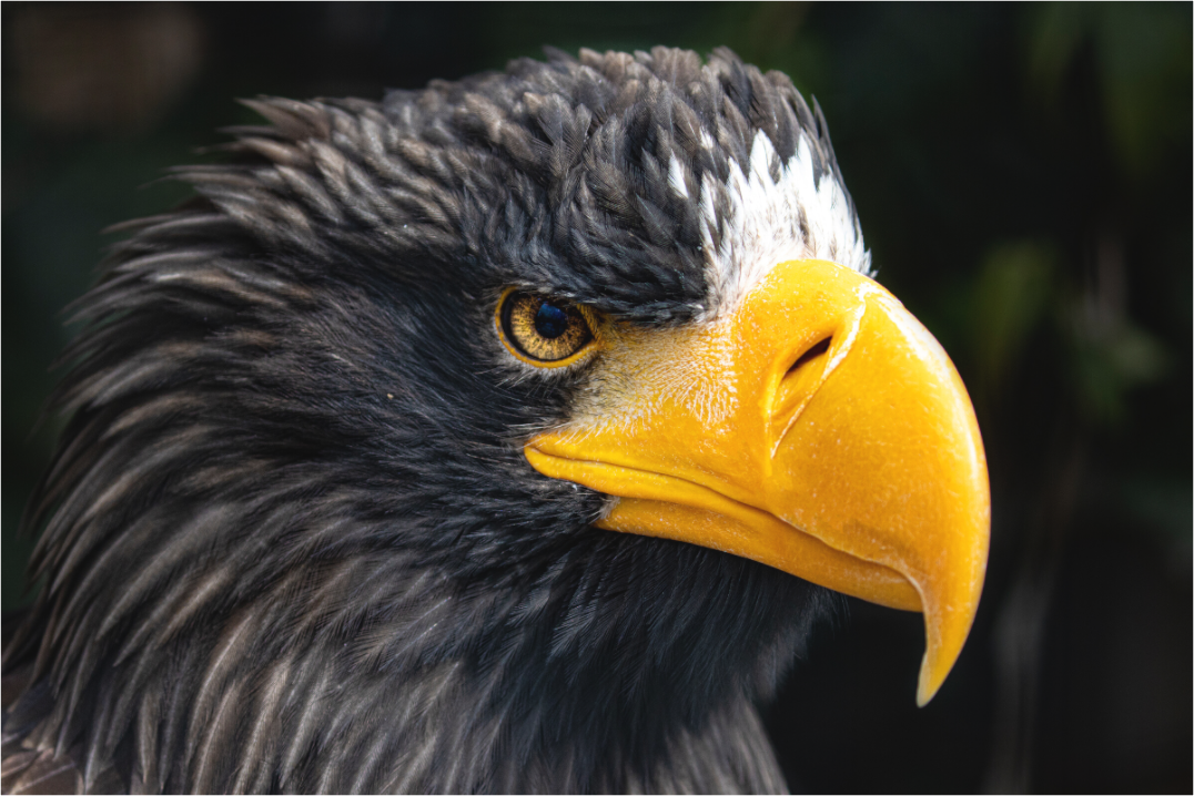 Main image Imperial Gaze