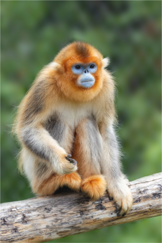 Main image Golden Rest