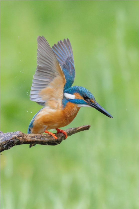 Main image Emerald Wings