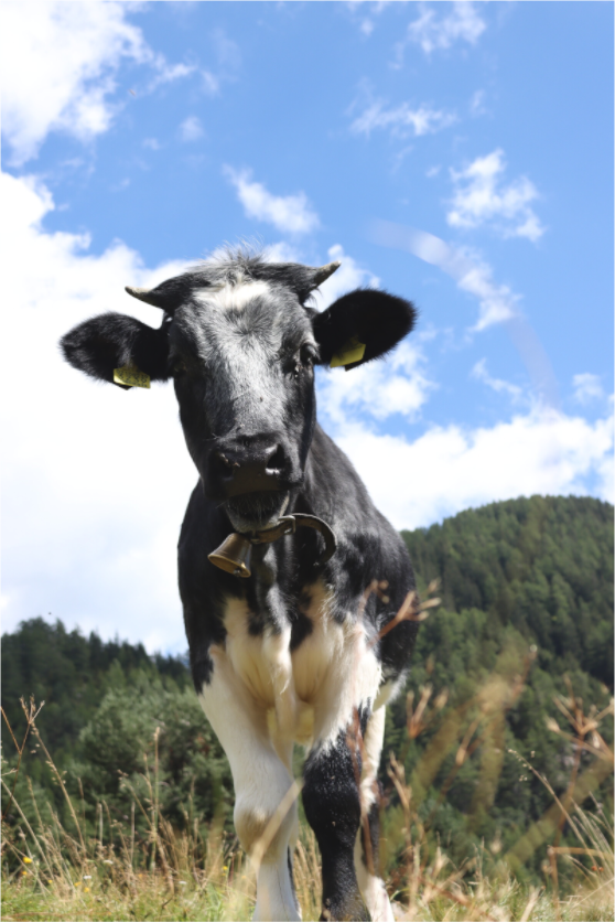 Main image Field Perspective