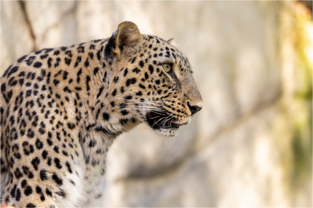 Main image Persian Elegance