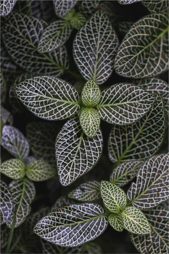 Main image Nature’s Design