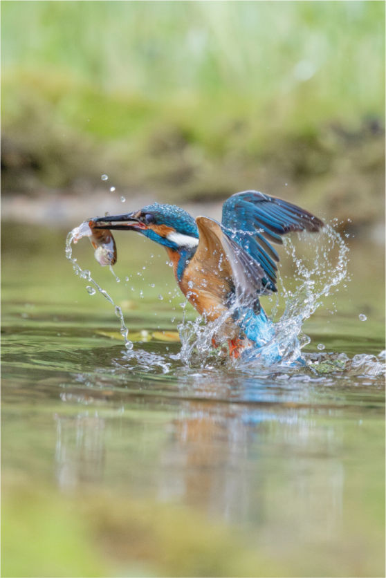 Main image Catch of the Day