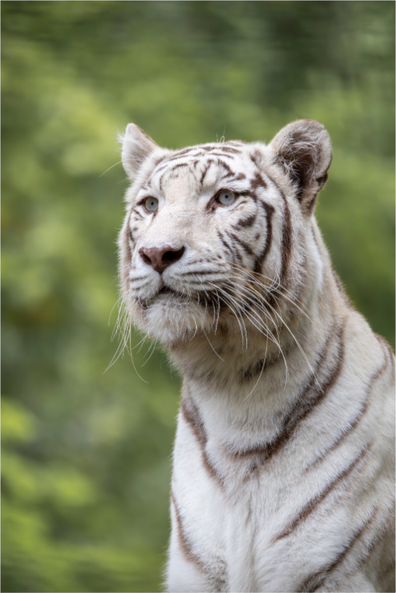 Main image Gaze of the White King