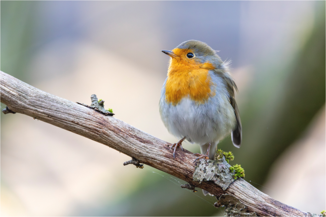 Main image Gentle Watcher