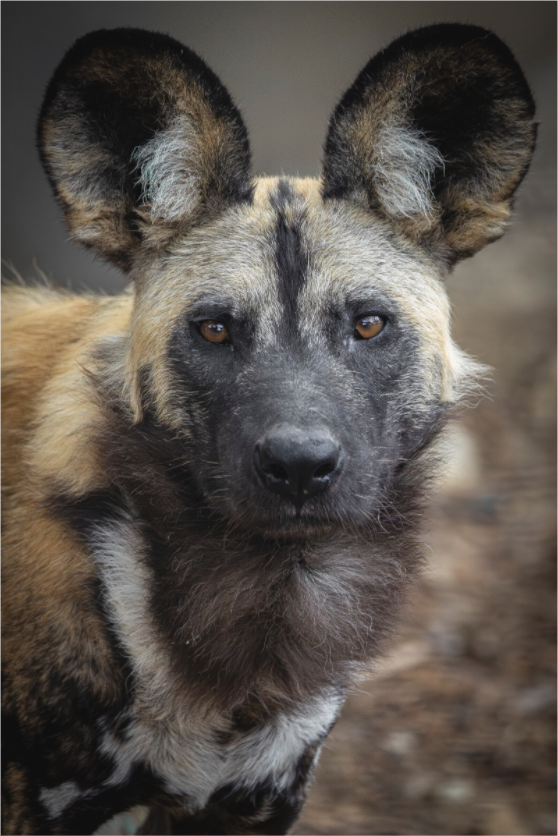 Main image Savannah Spirit