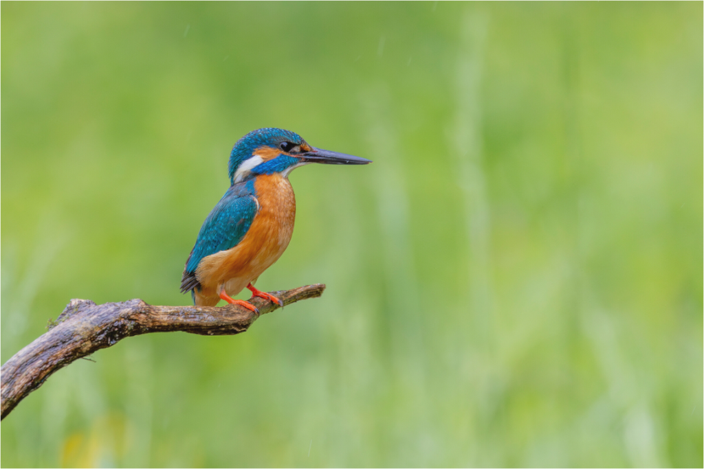 Main image Silent Watcher