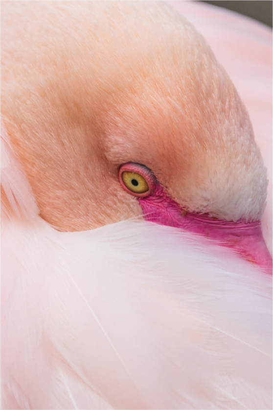 Main image Gentle Watcher