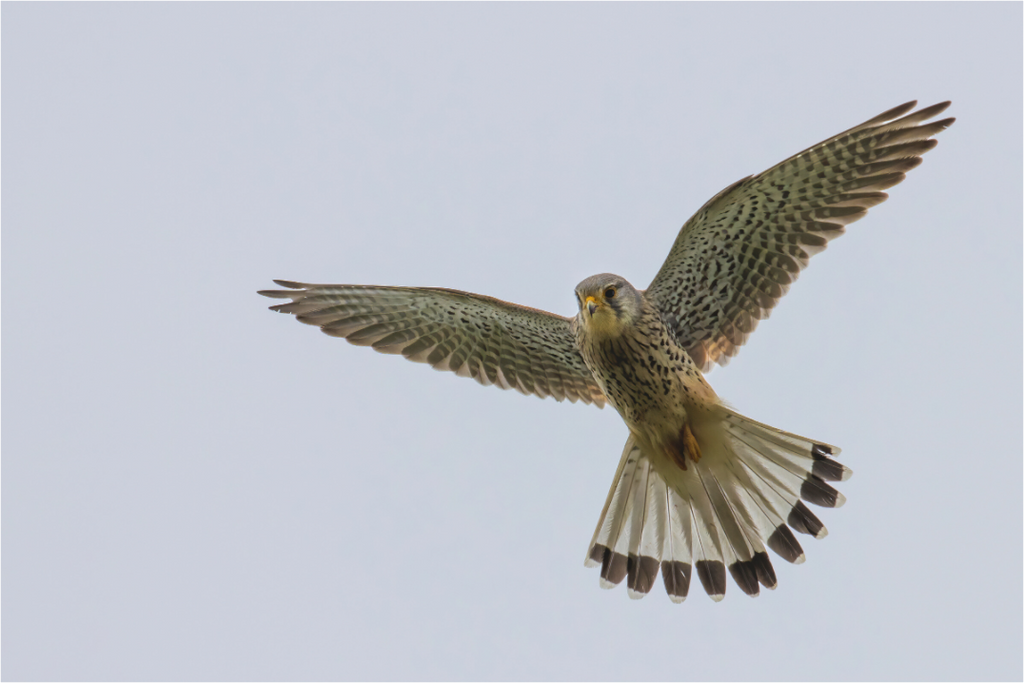 Main image Hovering Hunter