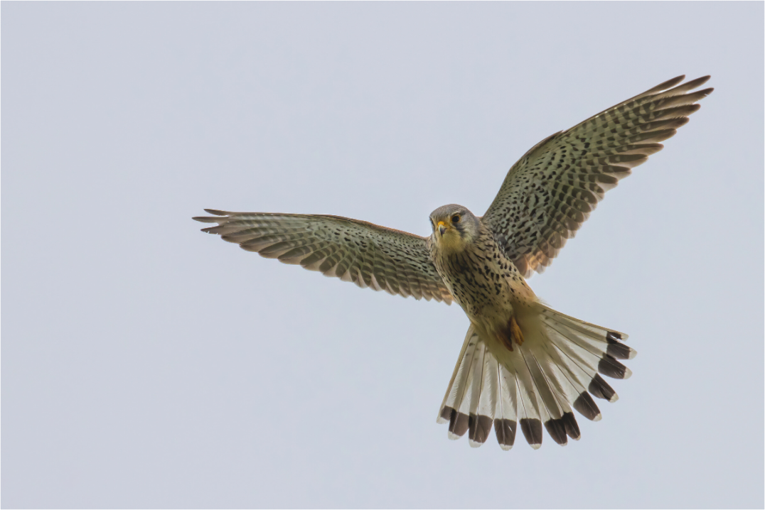 Main image Hovering Hunter