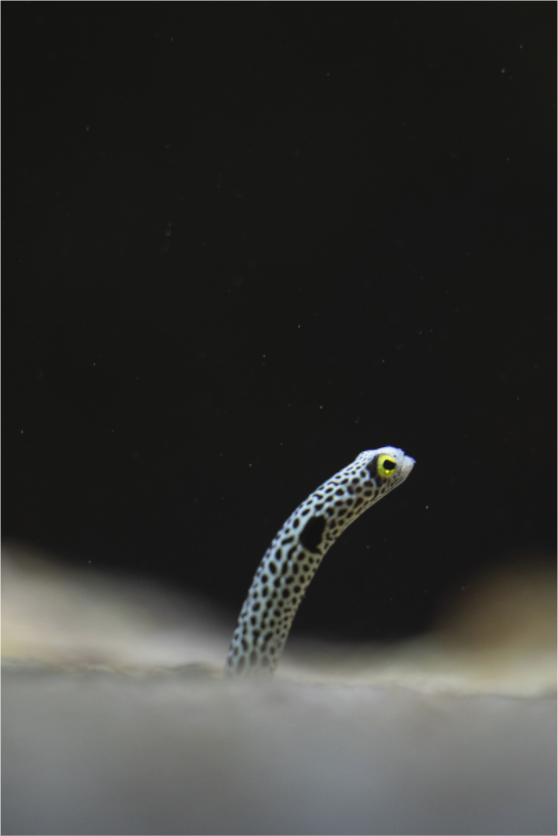 Main image Eyes in the Sand