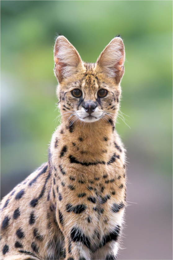 Main image Savannah Spirit