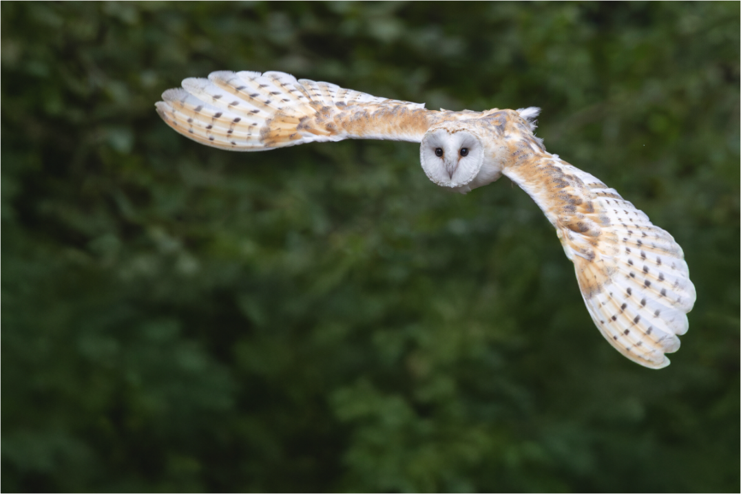 Main image Silent Flight