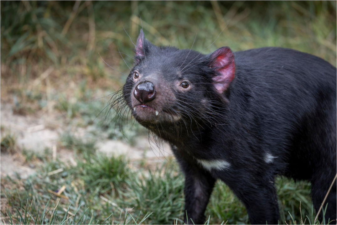 Main image Friendly Devil