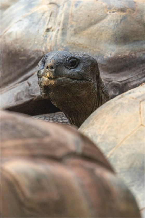 Main image Peekaboo Giant