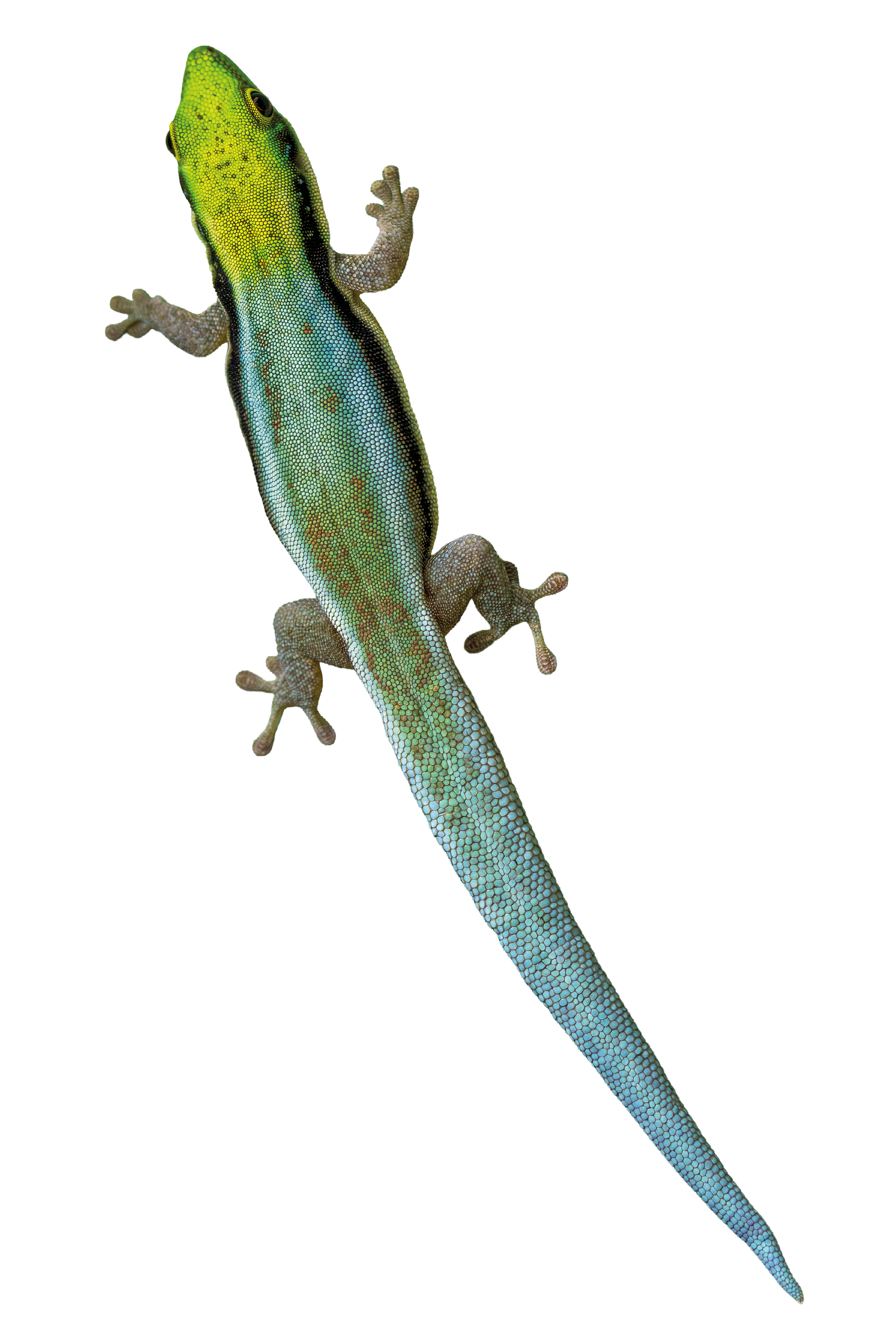 Freigestellter Taggecko für das Tierlexikon