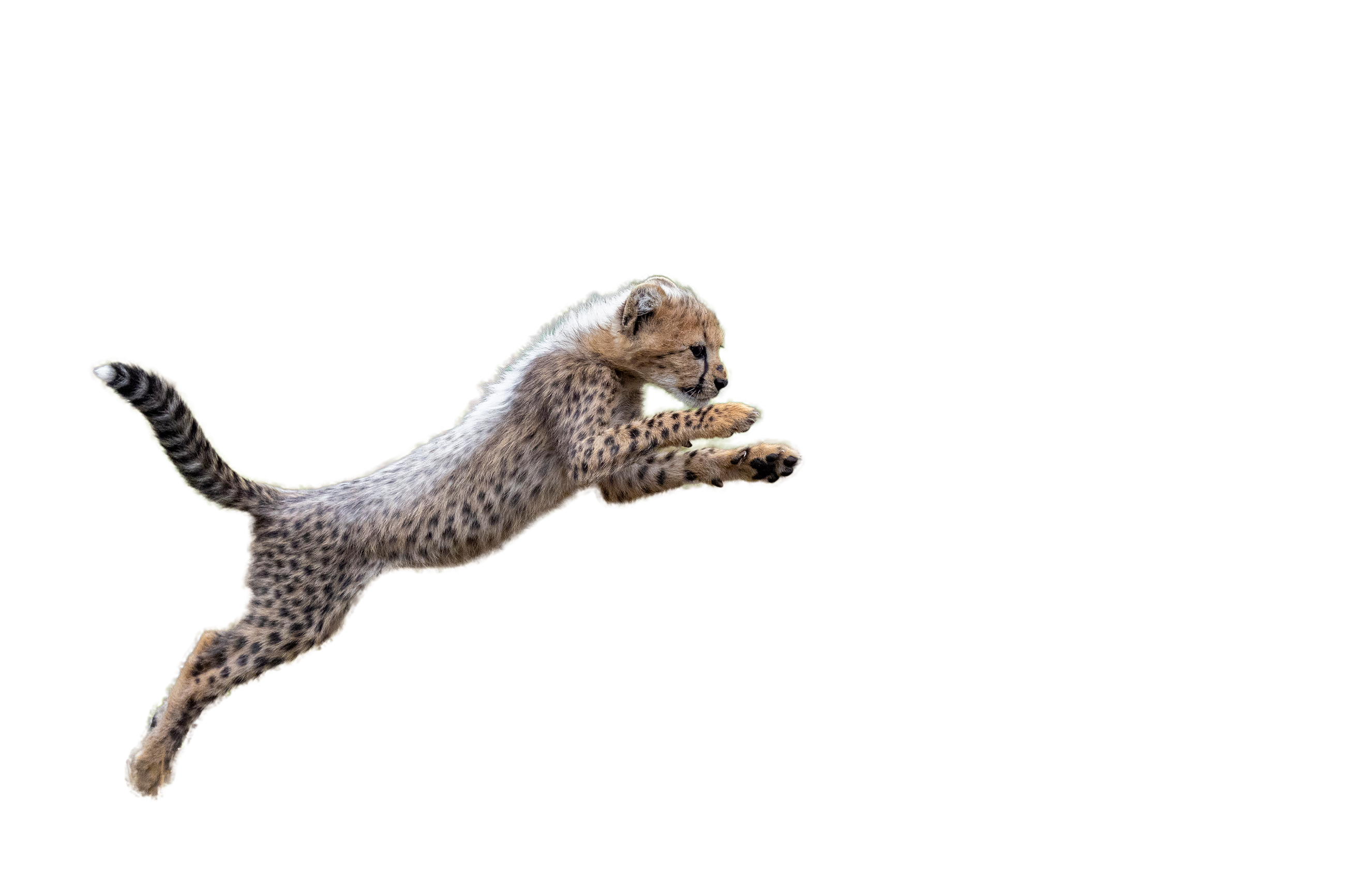 Freigestellter Gepard für das Tierlexikon