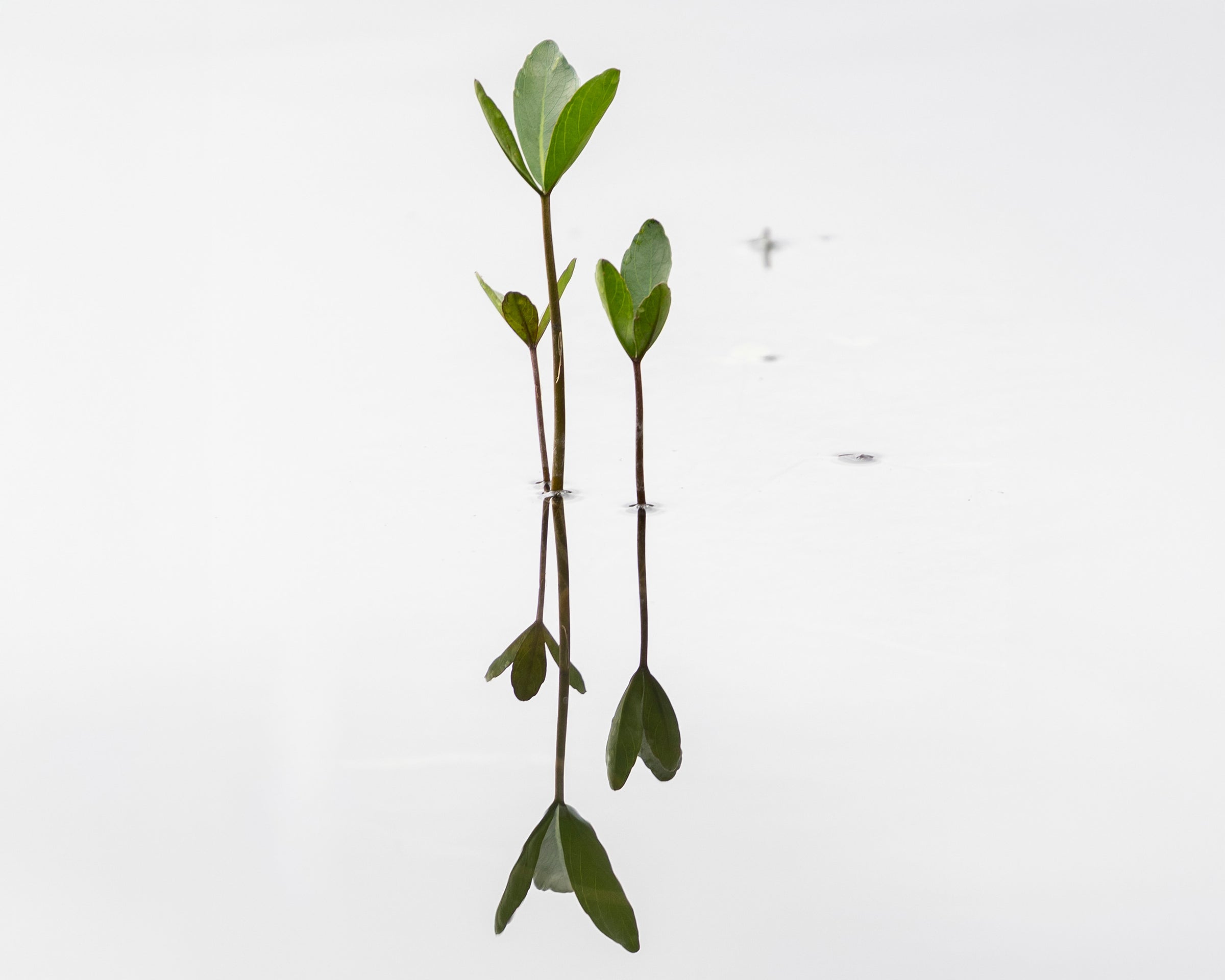 Minimalistische Detailaufnahme einer Wasserpflanze