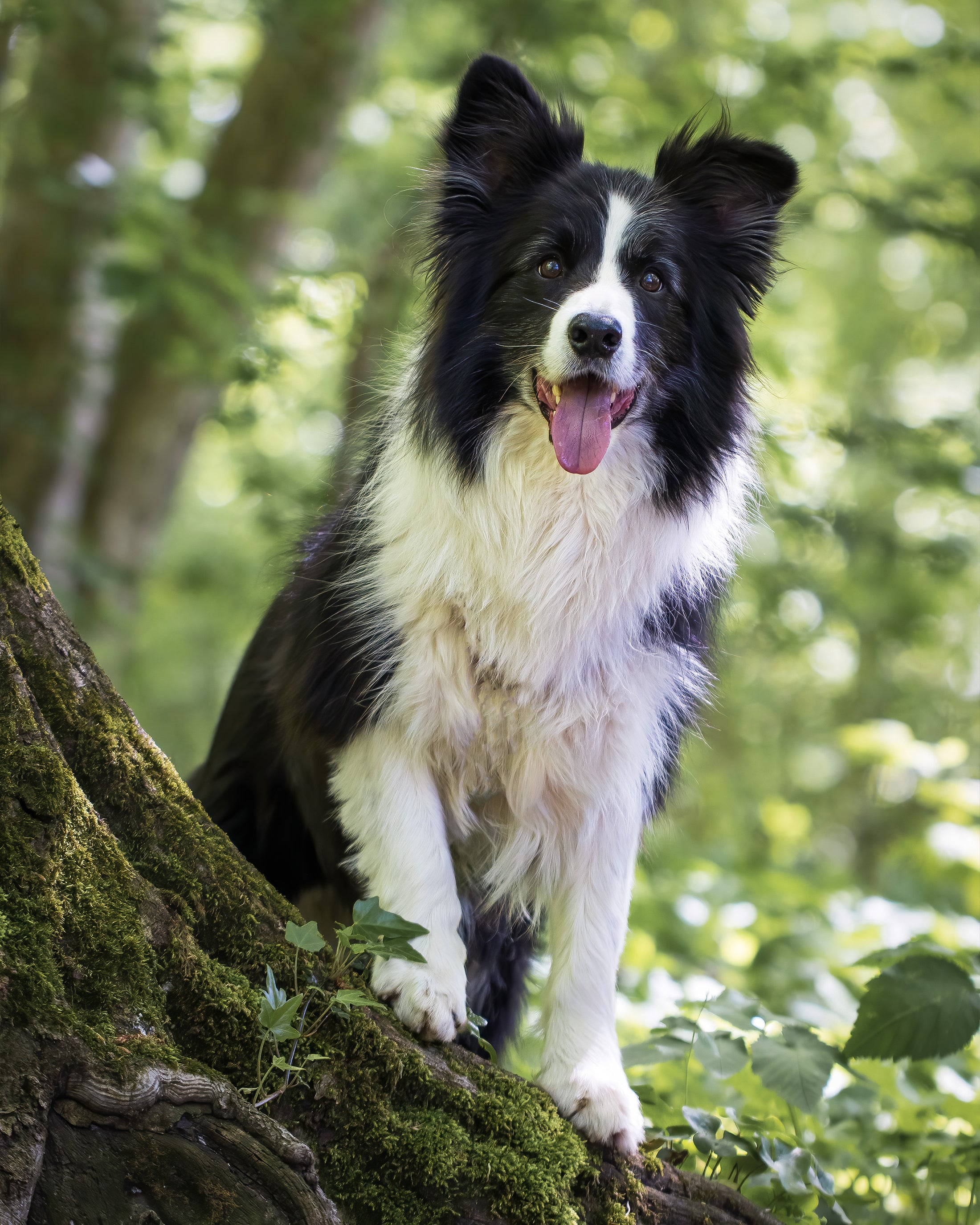Hund bei einem natürlichen Tiershooting