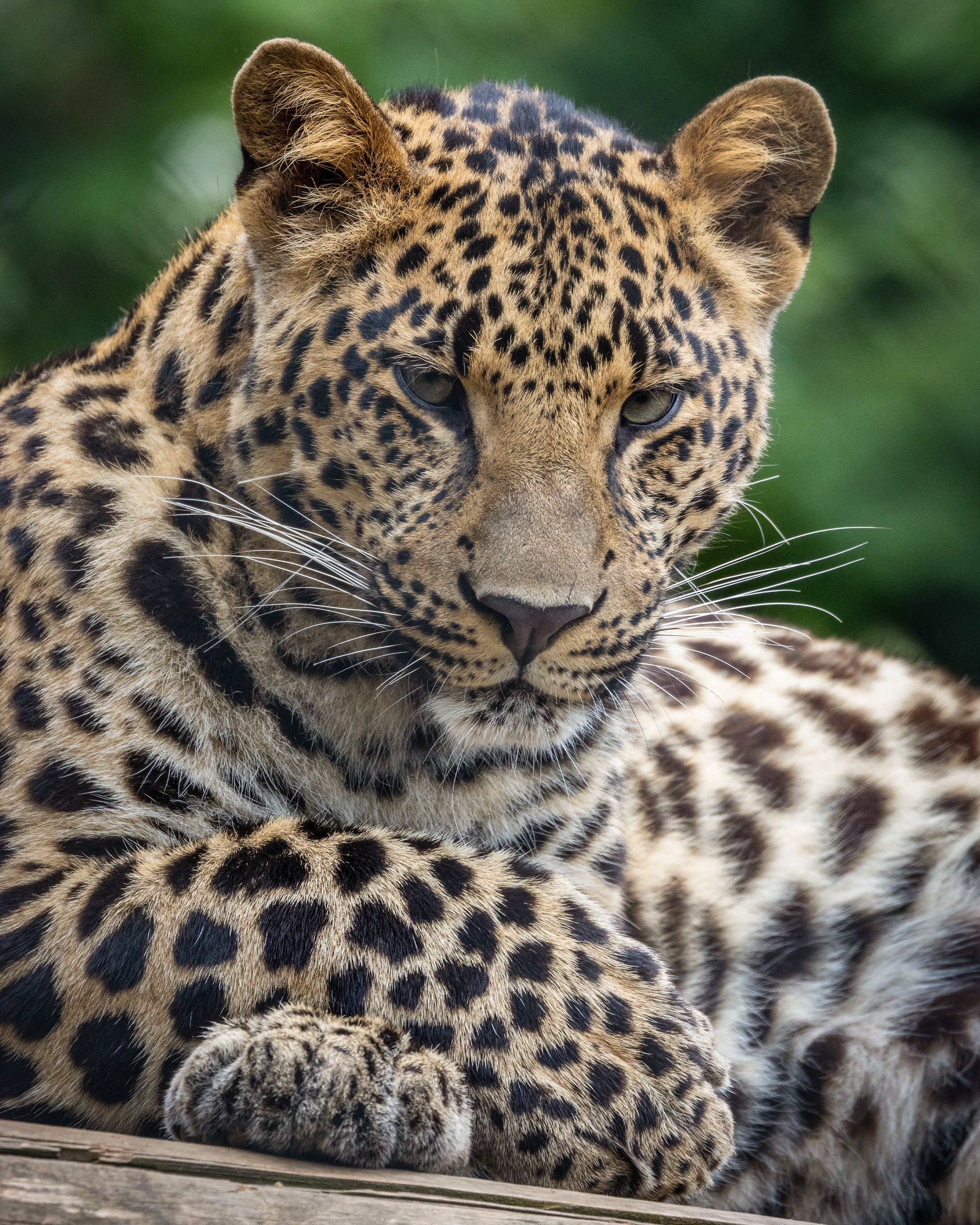 Leopard als ausdrucksstarkes Tierportrait