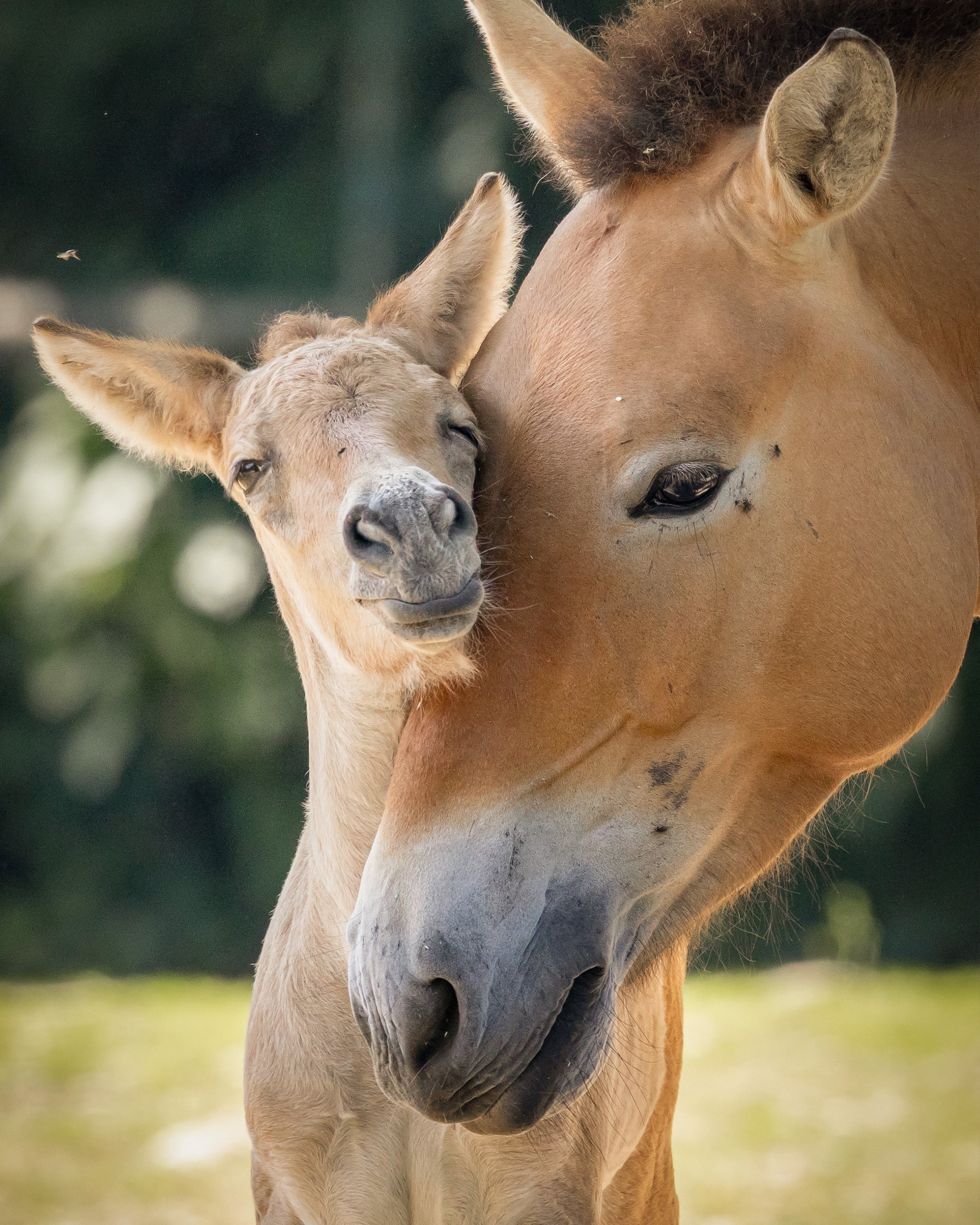 Przewalski-Pferd innig mit seinem Fohlen