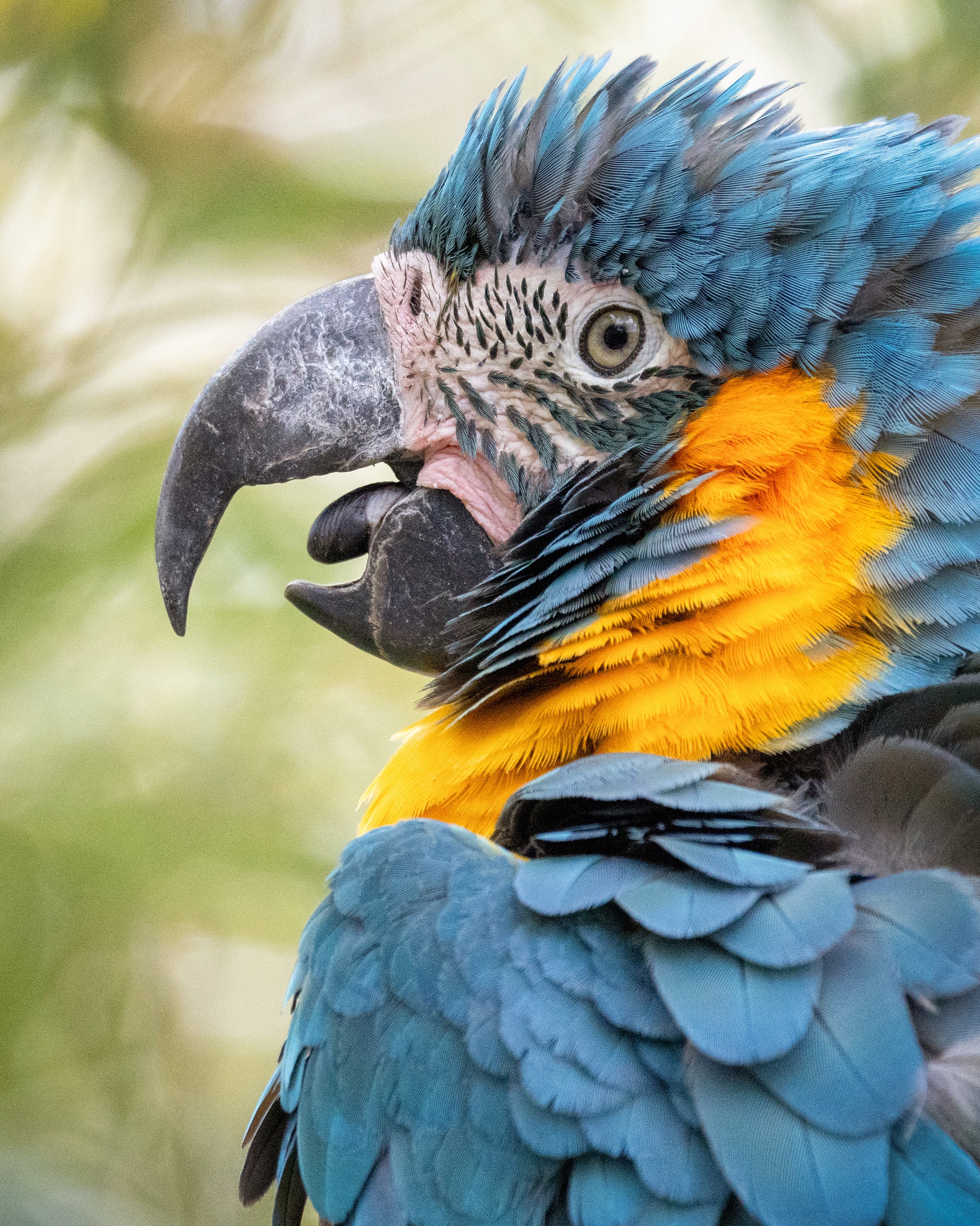 Portrait eines Blaukehlaras
