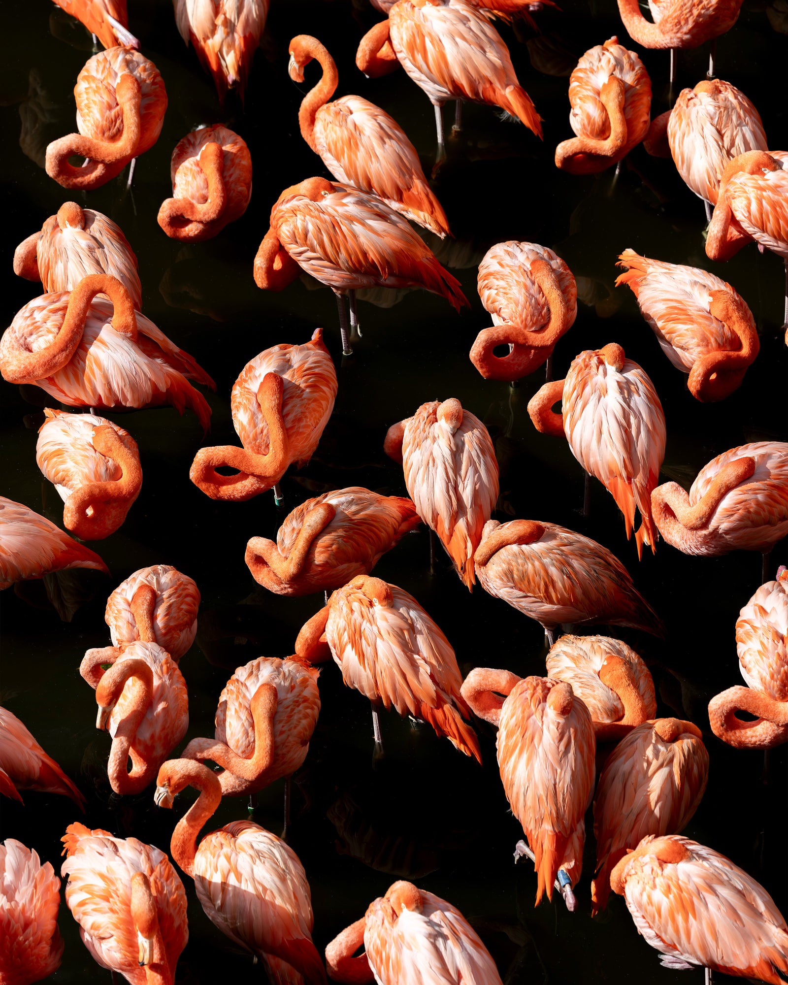 Flamingos von oben als ausdrucksvolles künstlerisches Bild