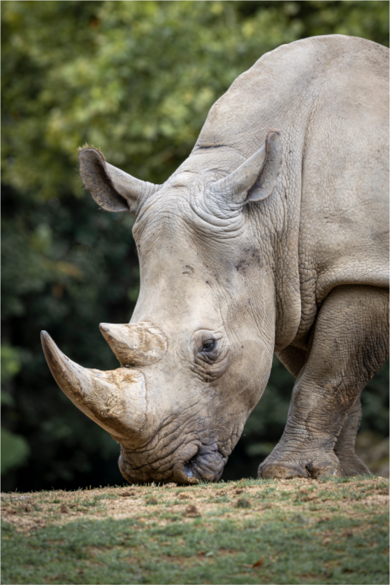 Main image Gentle Grazer