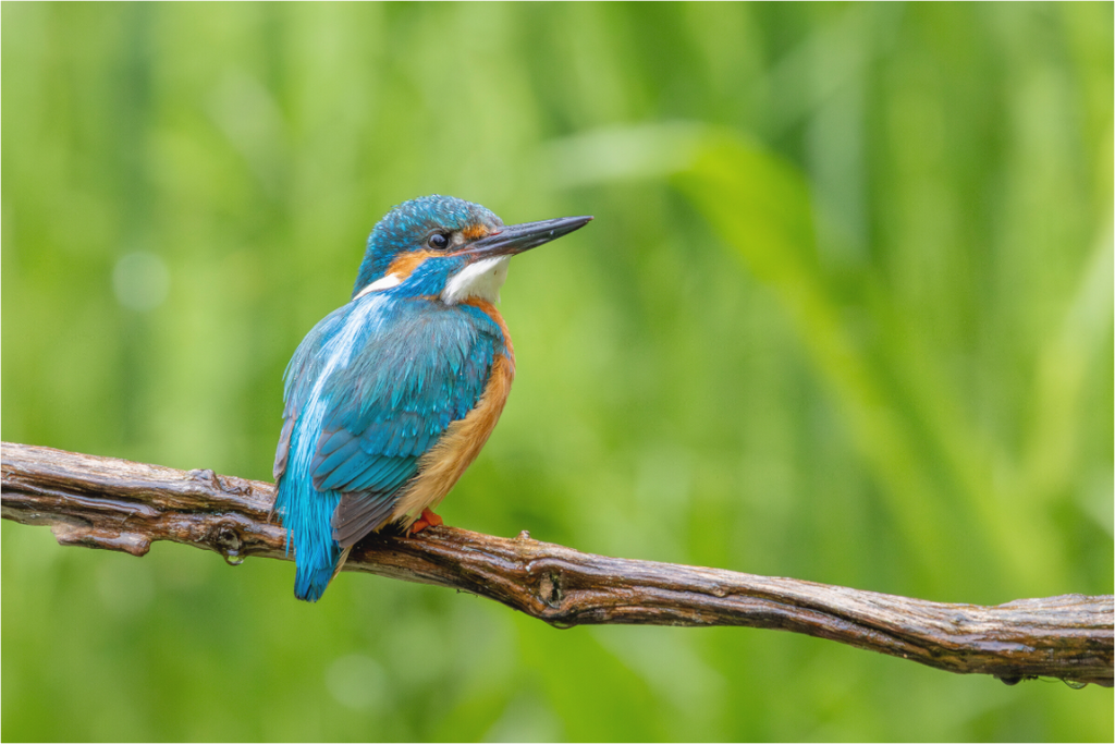 Main image Nature's Jewel