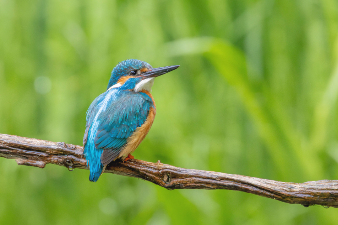 Main image Nature's Jewel