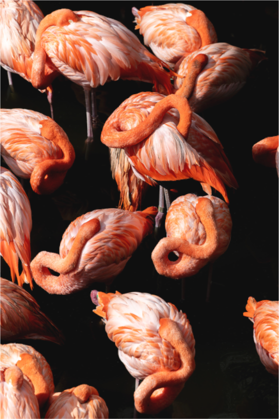 Main image Pink on Black