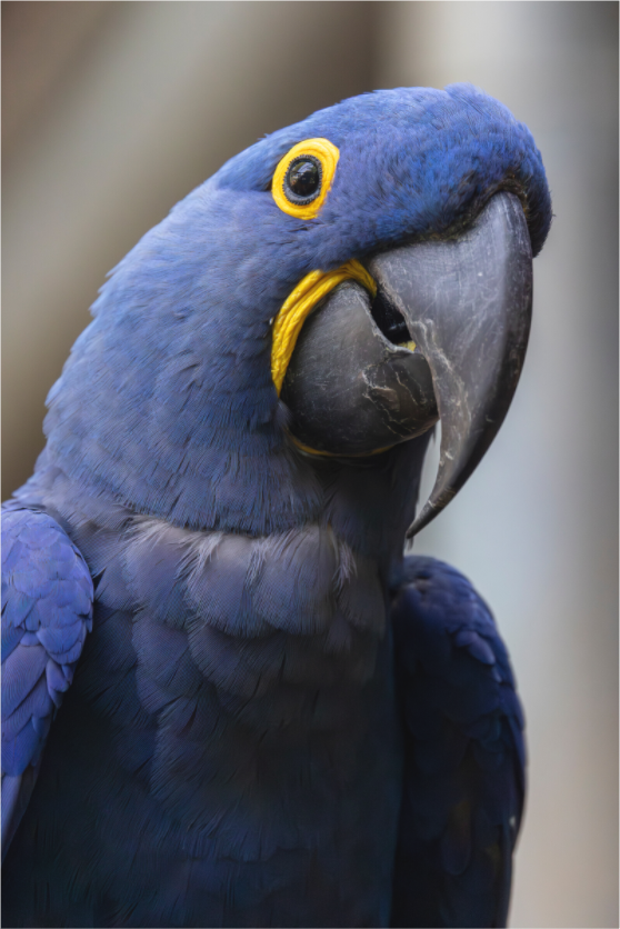 Main image Blue Glory