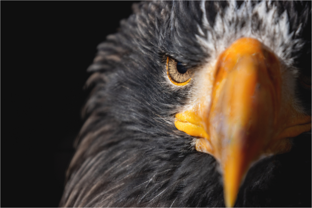 Main image Piercing Gaze