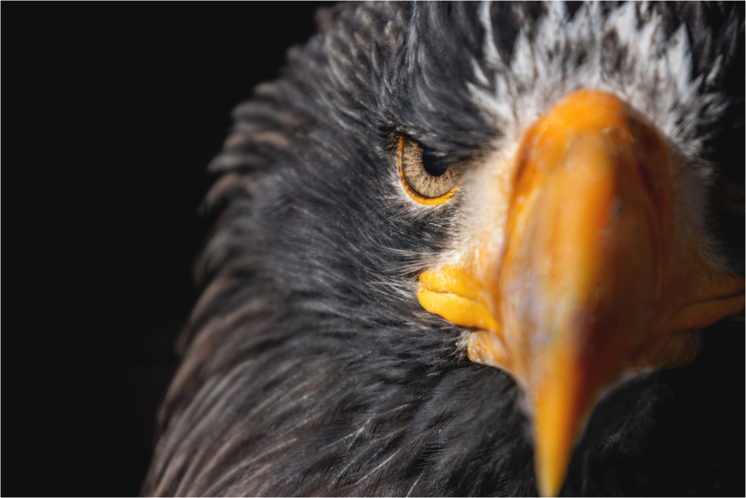 Main image Piercing Gaze