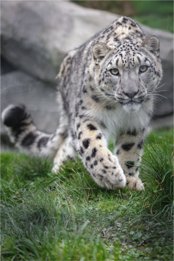 Main image Curious Hunter