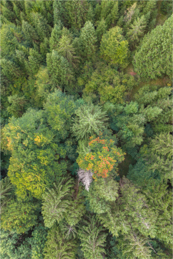 Main image Vertical Pines