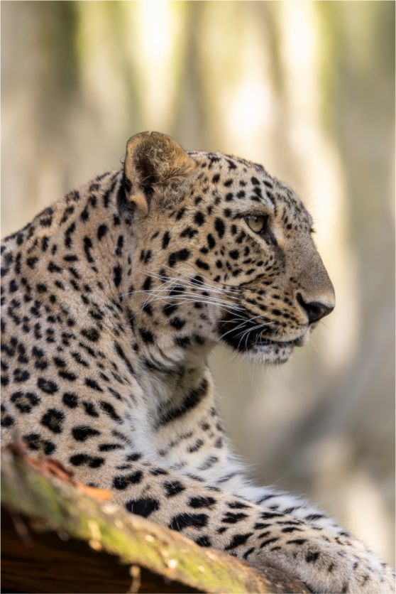 Main image Silent Watch