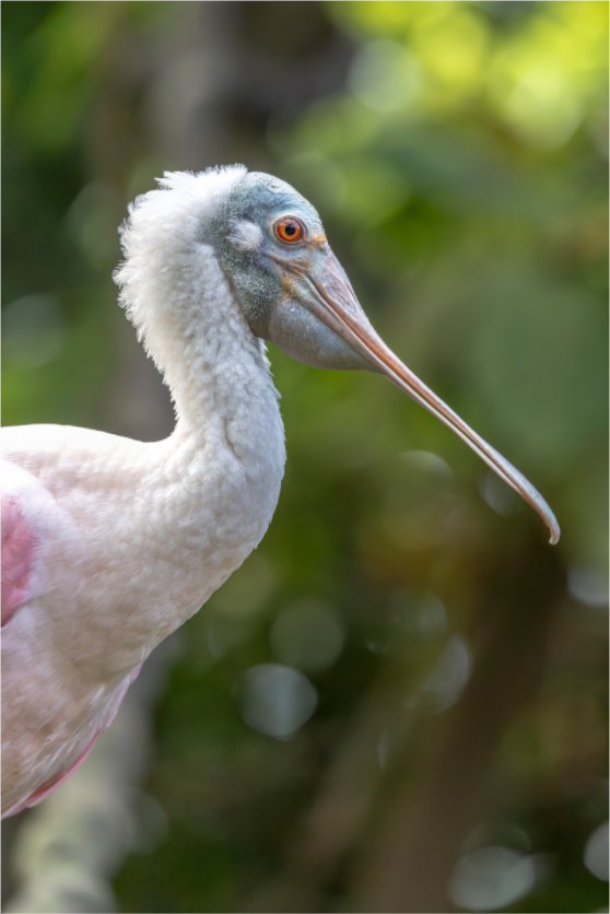 Main image Profile in Pink