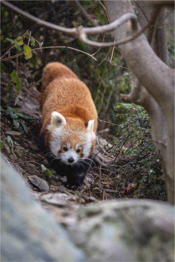 Main image Forest Wanderer
