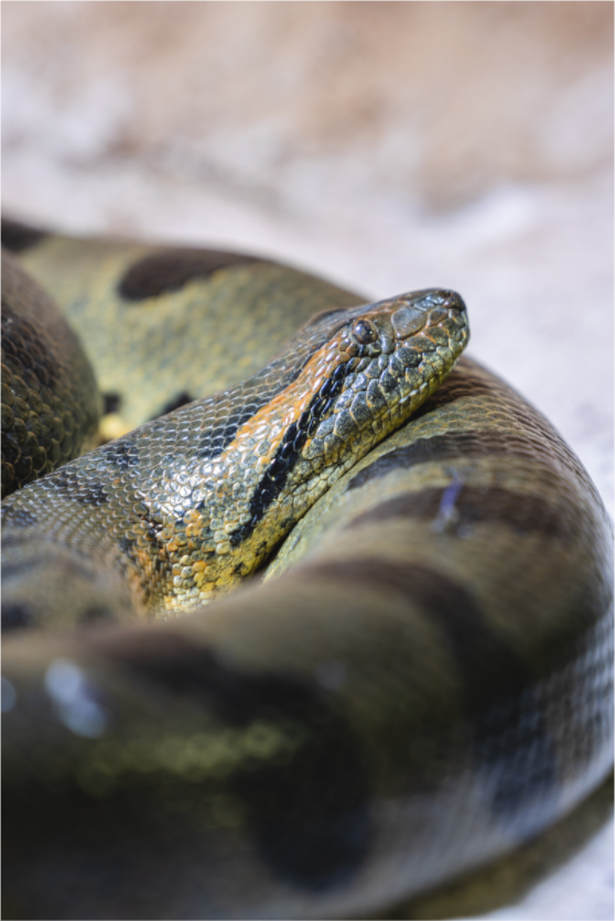 Main image Primal Strength