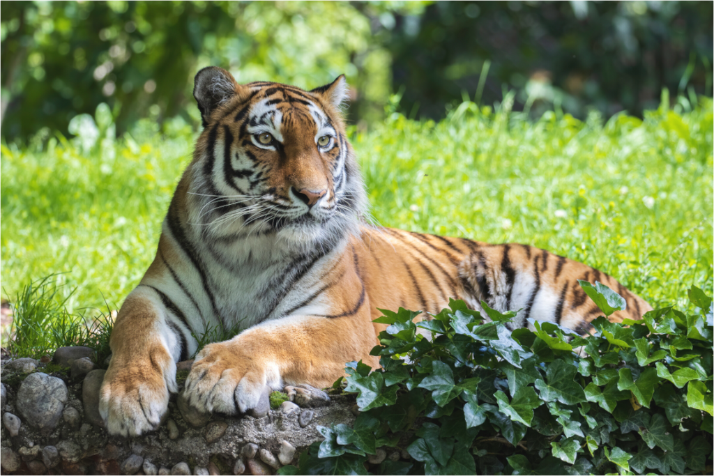 Main image Resting Predator