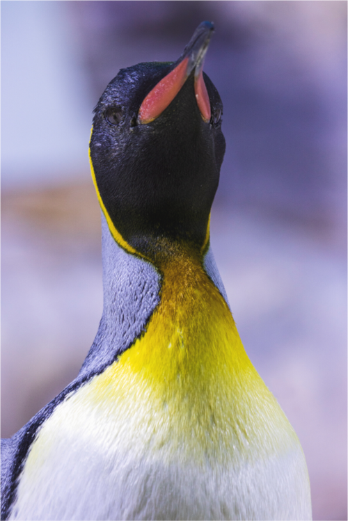 Main image Arctic Majesty