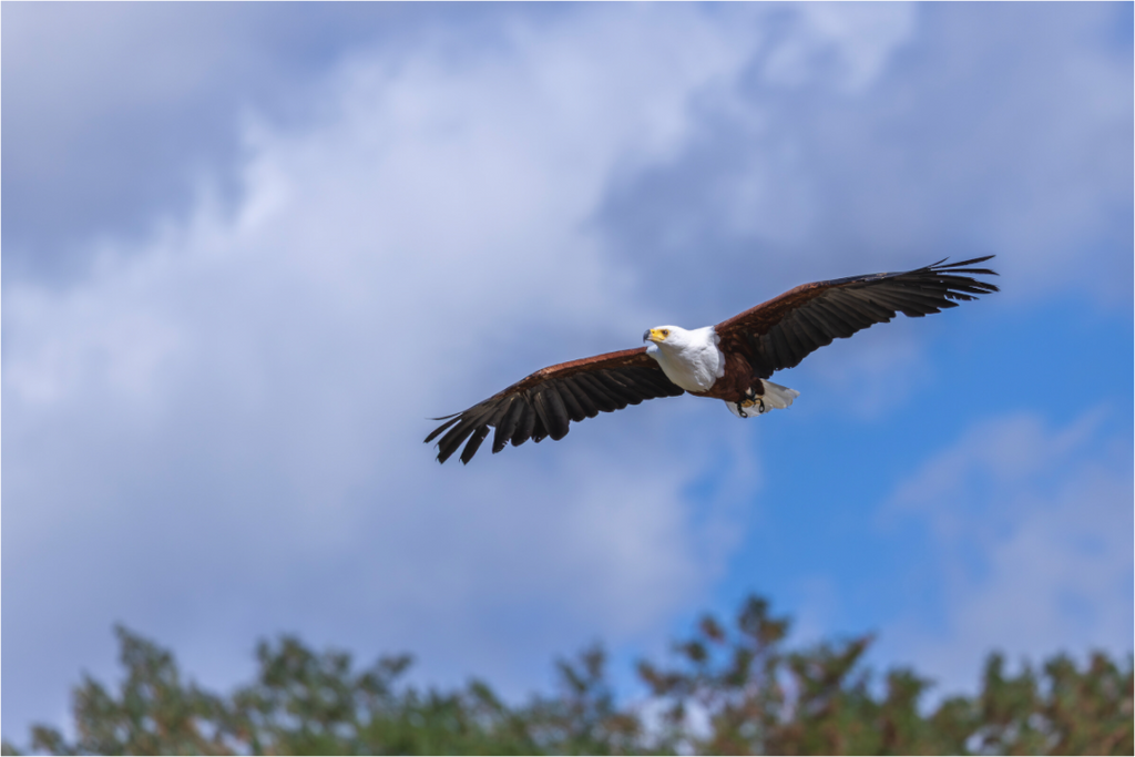 Main image Wings of Africa