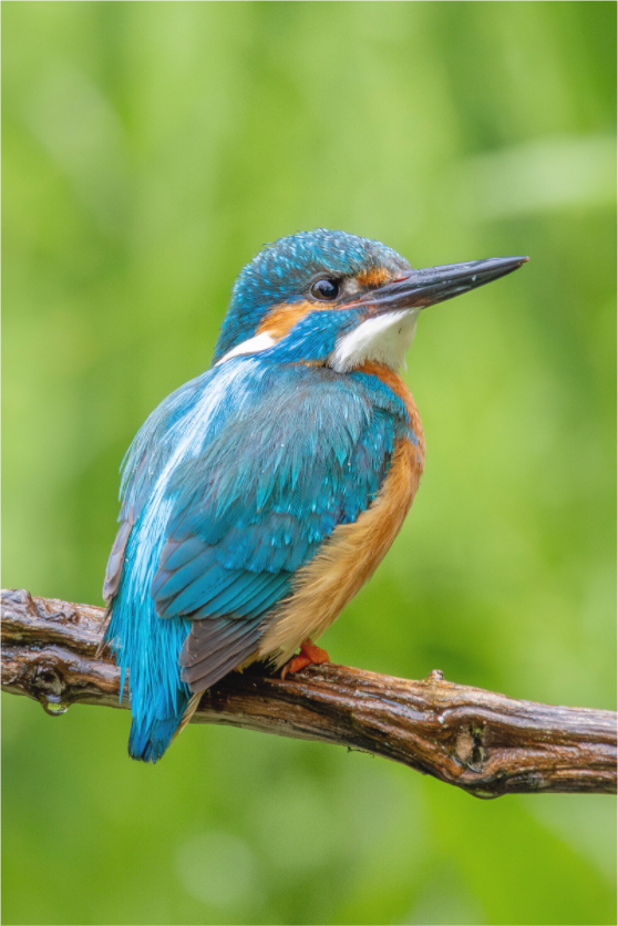 Main image Natures Jewel