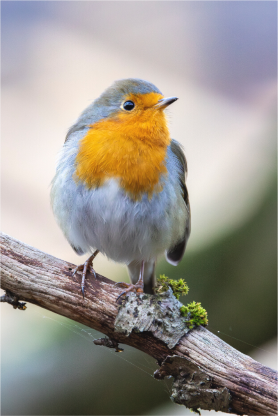 Main image Perched in Light