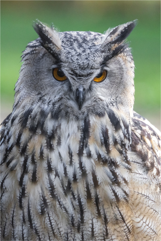 Main image Nocturnal Majesty