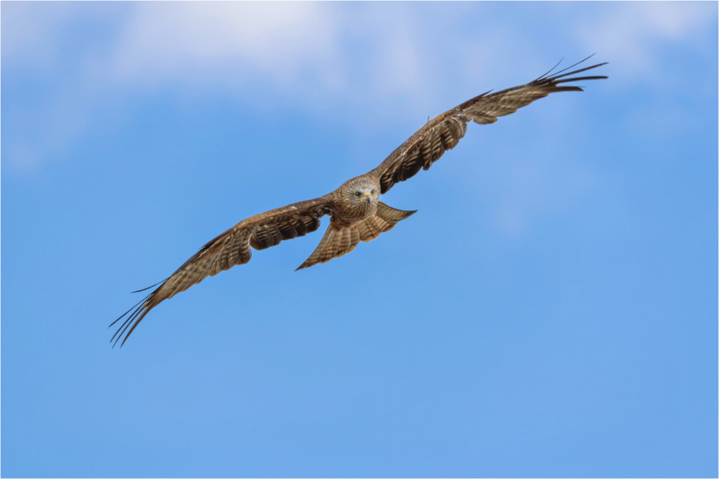 Main image Hunter of the Breeze